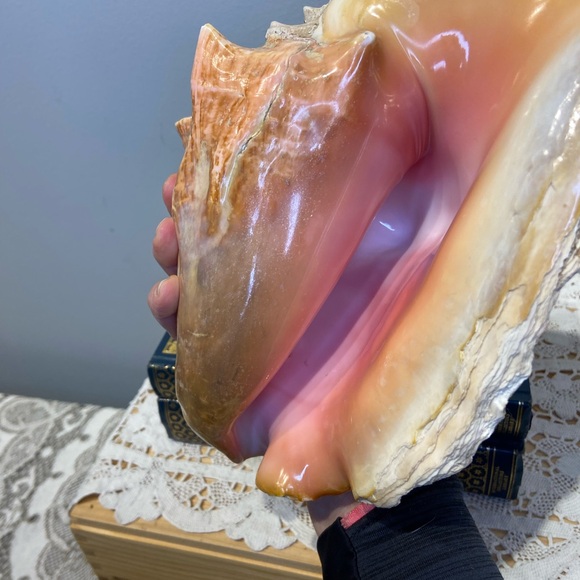 Large Natural Pink Conch Shell Seashell - Picture 6 of 8